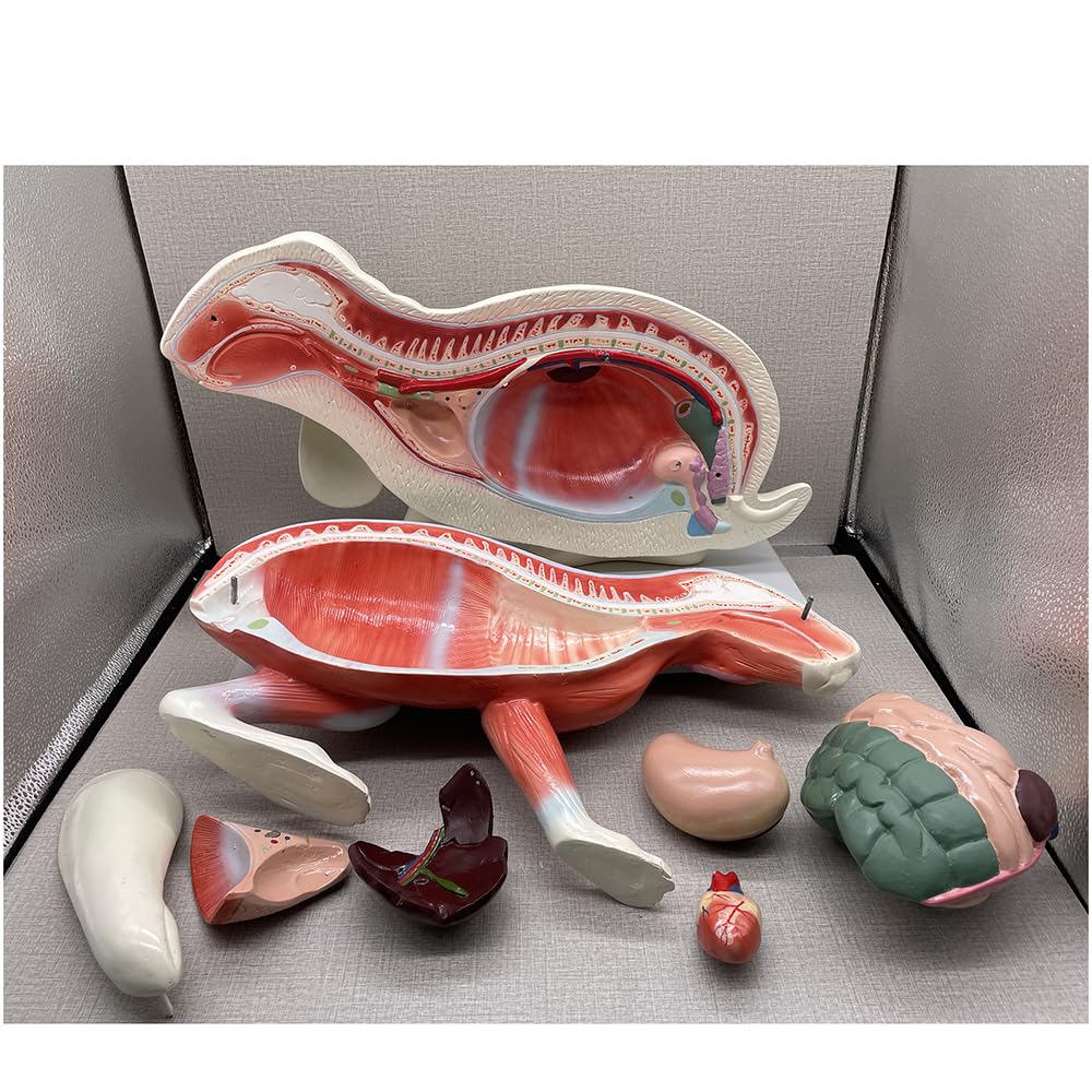 Kaninchen-Anatomie-Modell Torso-Körper-Anatomie-Modell für Medizinstudenten 20-Zoll-abnehmbares Tier-Torso-Anatomiemodell