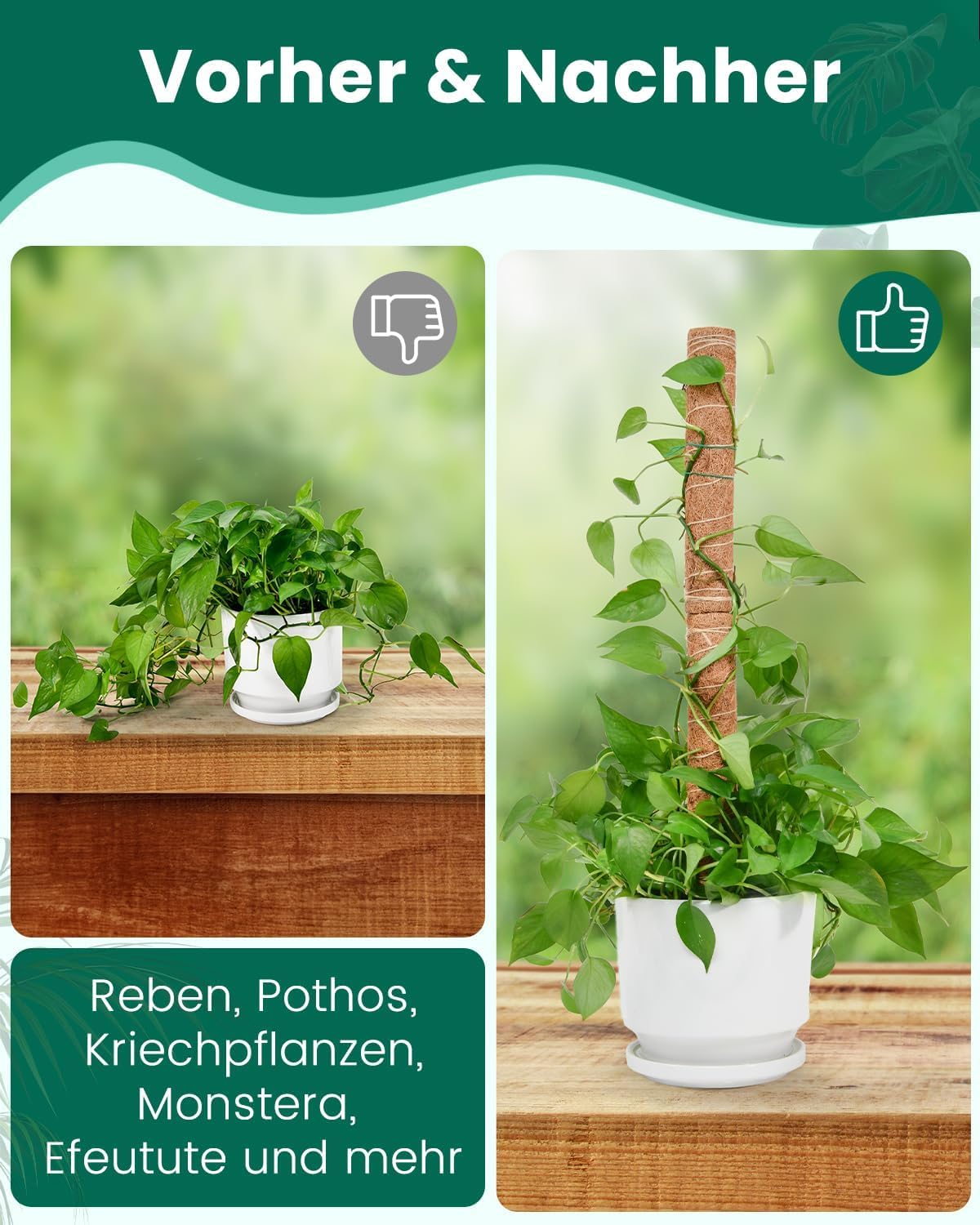 6 Stück 42CM Moosstab Monstera, Garden Sage Verlängerba Monstera Rankhilfe für Pflanzen, Kokos Pflanzenstab Monstera Moss Pole für Garten Kletterpflanzen Pflanzengitter (8 * 42cm)