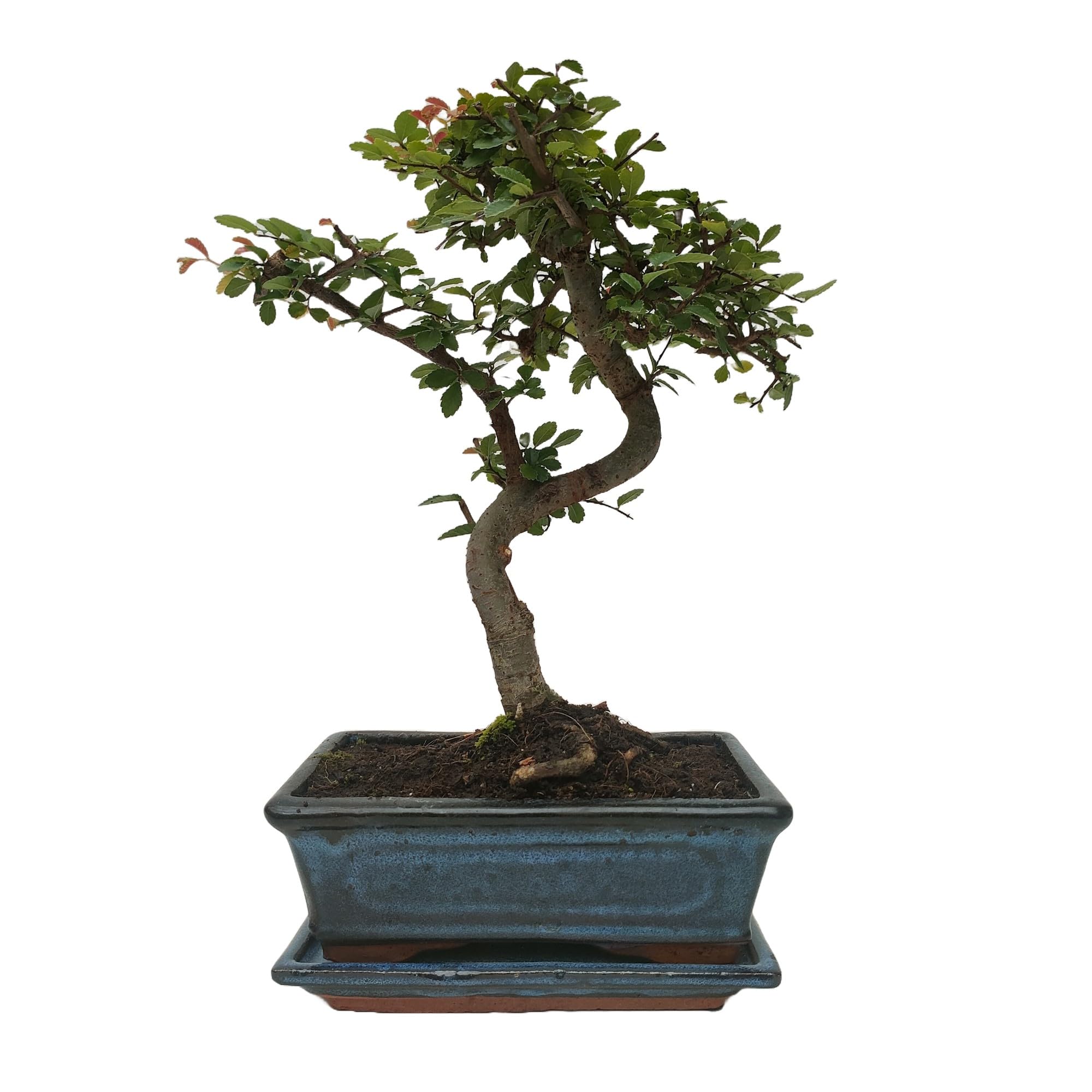 Bonsái de zelkova de 8 años, interior/exterior, tronco recto/curvo, con/sin plato, con abono específico (CURVO CON PLATO)