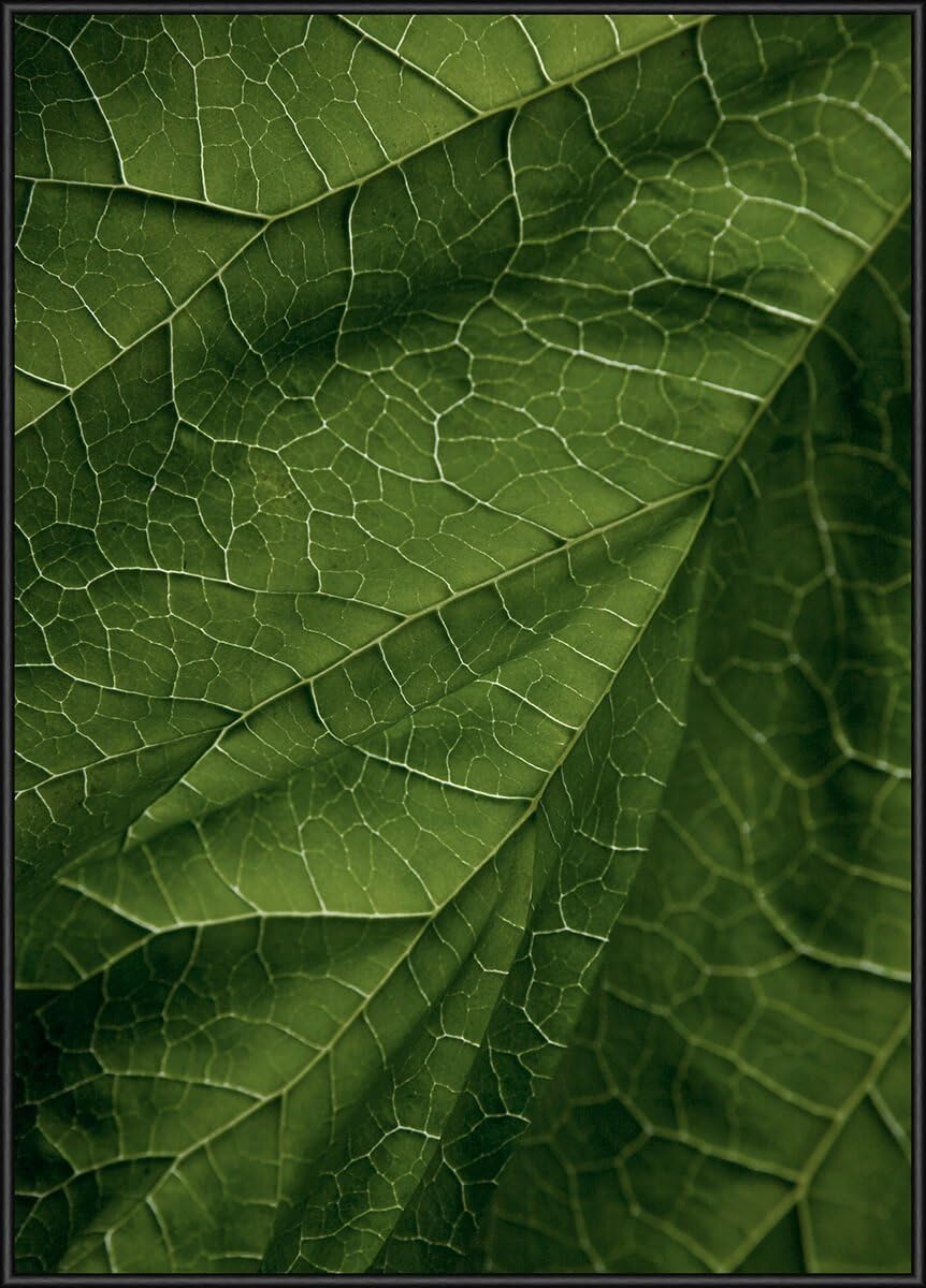 Incado Carma Nature 17 Leaf gold Poster Print, Framed wall art , Multi-Colour