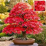 Best Time to Plant a Tree in Central Florida: Ultimate Guide 2025 4 71BrcsjENQL. SL160