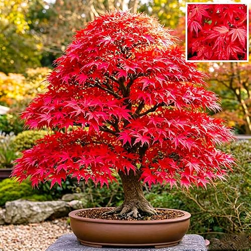 25Pcs Red Maple Seeds for Planting - Heirloom Maple Tree Seeds, Ideal for Landscaping and Bonsai