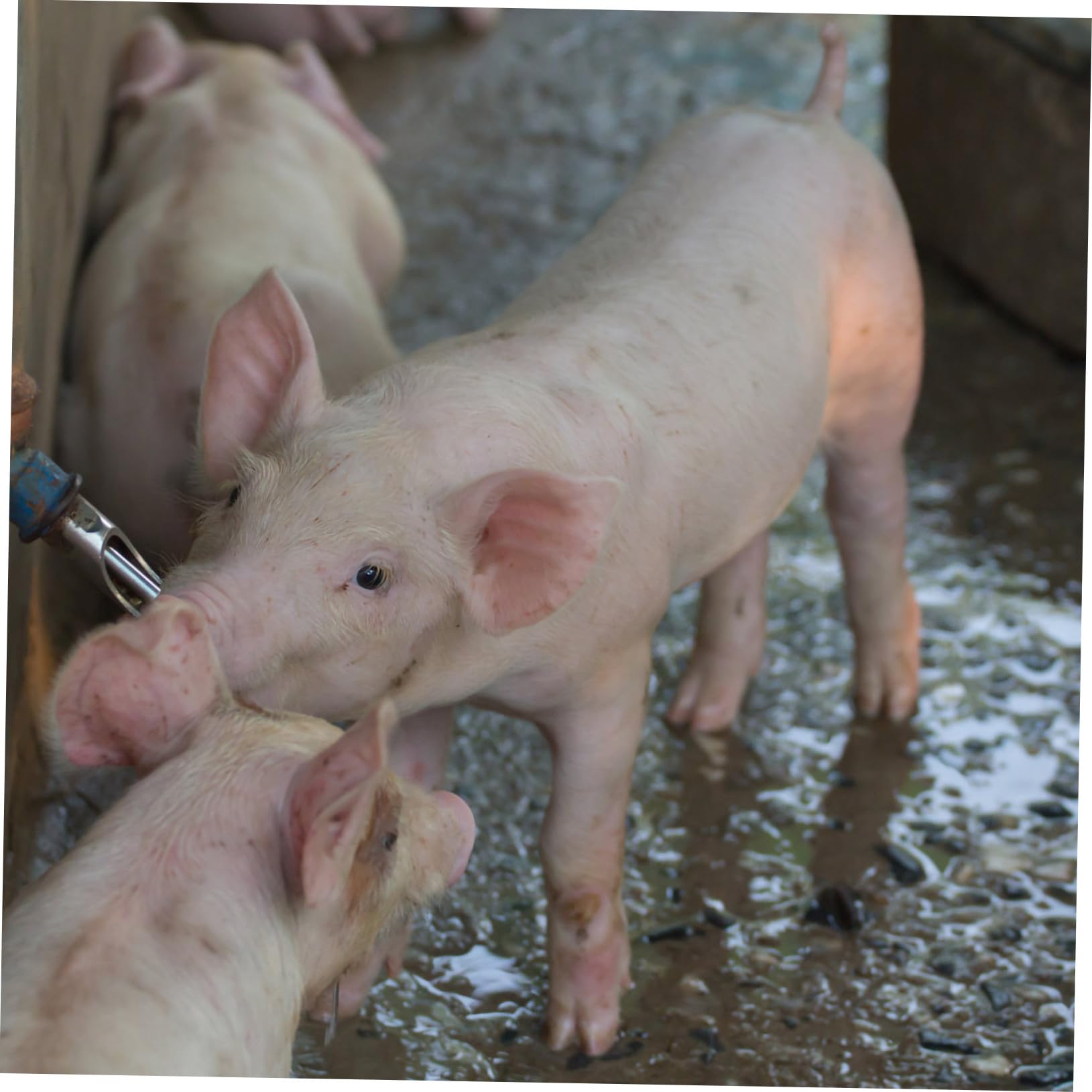 Schweine Wasserspender mit Automatischem Wasserdurchfluss aus Edelstahl 10 Stück und Langer Lebensdauer Nippeltränke für Sauen und Ferkel im Landwirtschaftlichen Einsatz