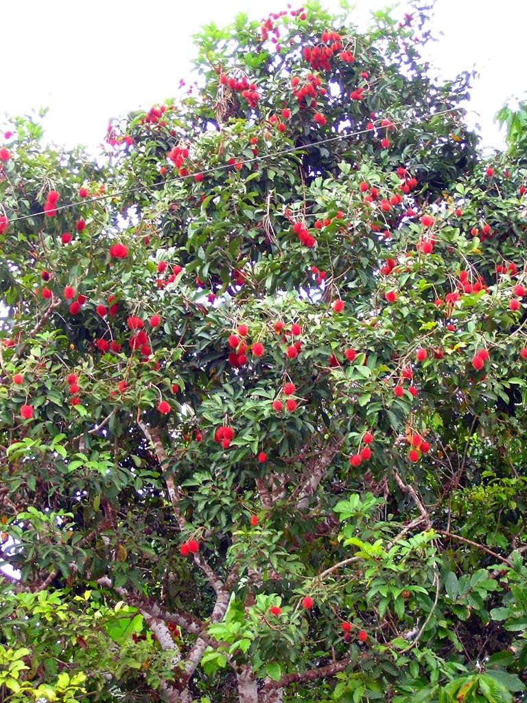 Golden Hills Farm Rare Dwarf Tropical Fruit Live Plant" Rambutan 1 Healthy live Plant (B07ZTN3C54) Amazon Price History, Amazon Price Tracker