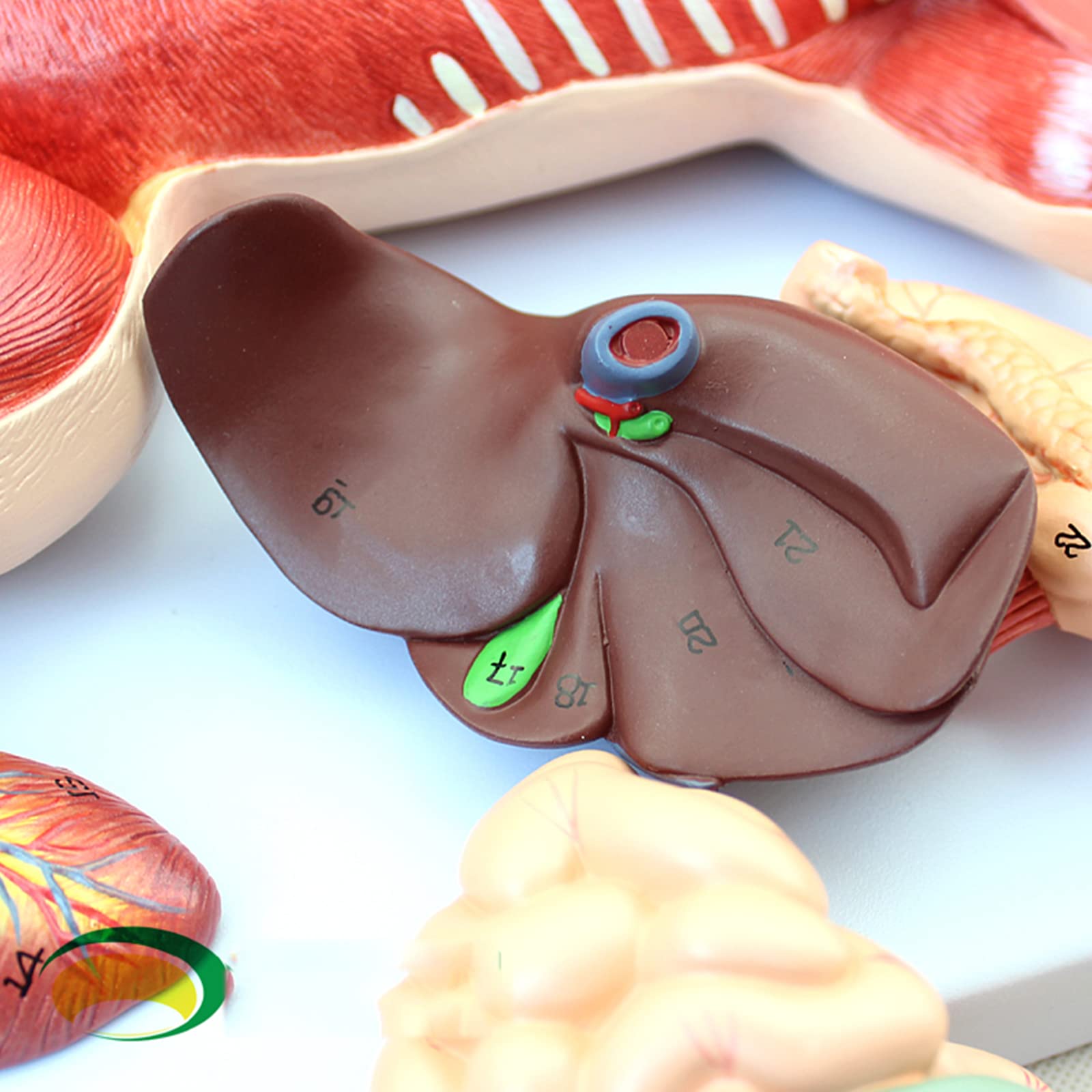 Modele anatomiczne, Zarodek świni, narządy, wewnętrzne, mięśnie, nerwy