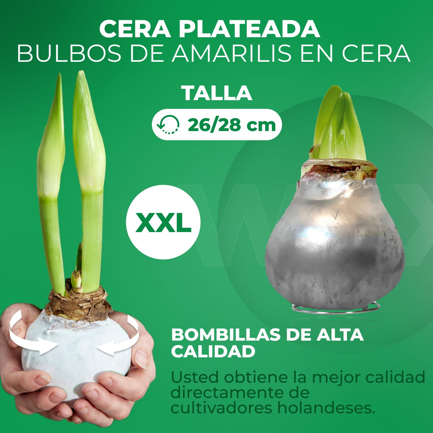 Colección de dos bulbos de amarilis recubiertos de cera Silver Wax