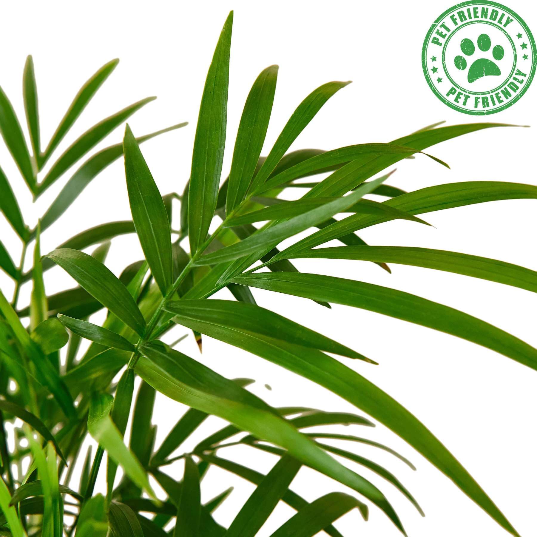 Amazon.com : Parlor Palm Live Plant for Indoor | Different Houseplants in  4'' & 6'' Pot | Real House Plant for Living Room, Office, Desk & Bathroom |  Neanthe Bella Palm |