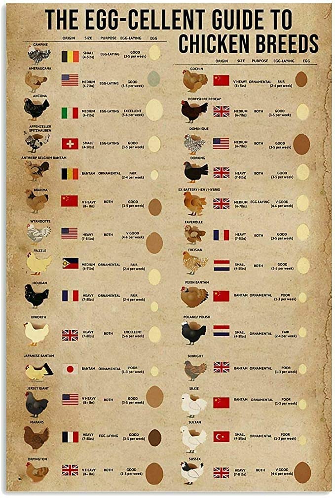 rayprint The Egg Cellent Guide to Chicken Breed Retro Tin Sign Art Poster Kitchen Home Decoration Restaurant Farm Metal Sign 8x12 Inches