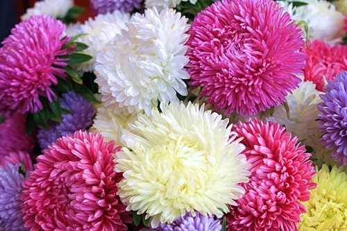 Semillas Aster Peony King Size Giant