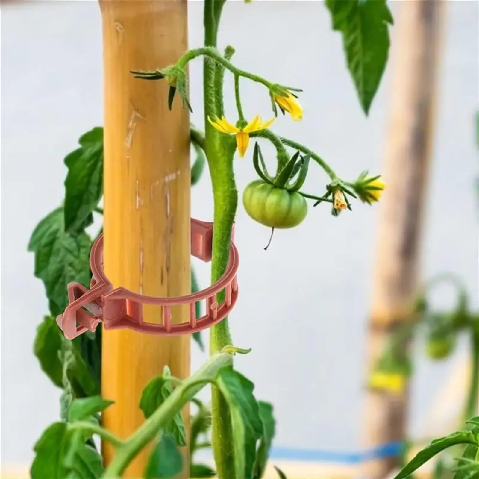 Mollette di sostegno per piante da giardino, Clip di supporto for piante in plastica marrone for steli di pomodori in serra 100 pz
