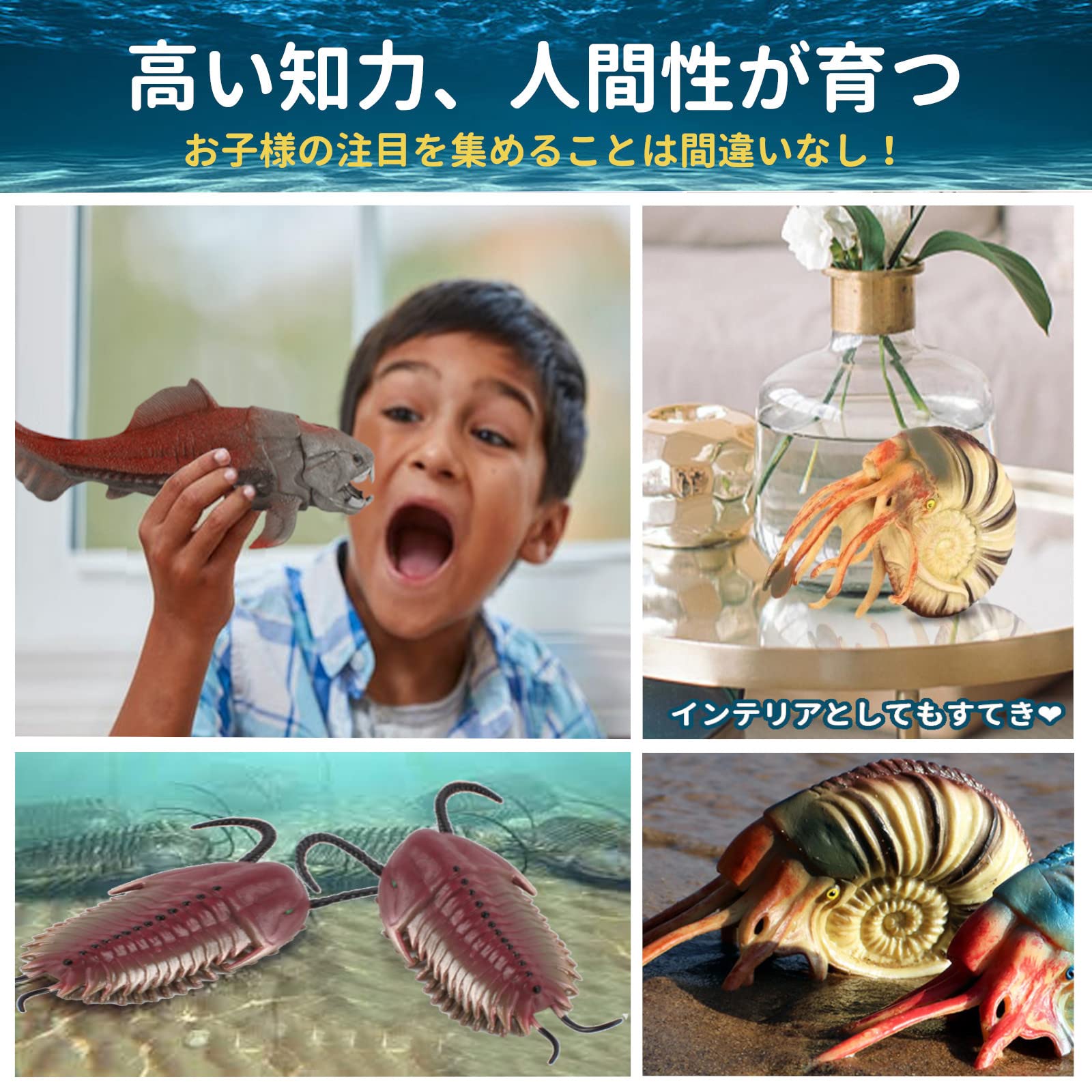 オウム貝、台座付き　貝殻 kaiyokobo_sh-0078