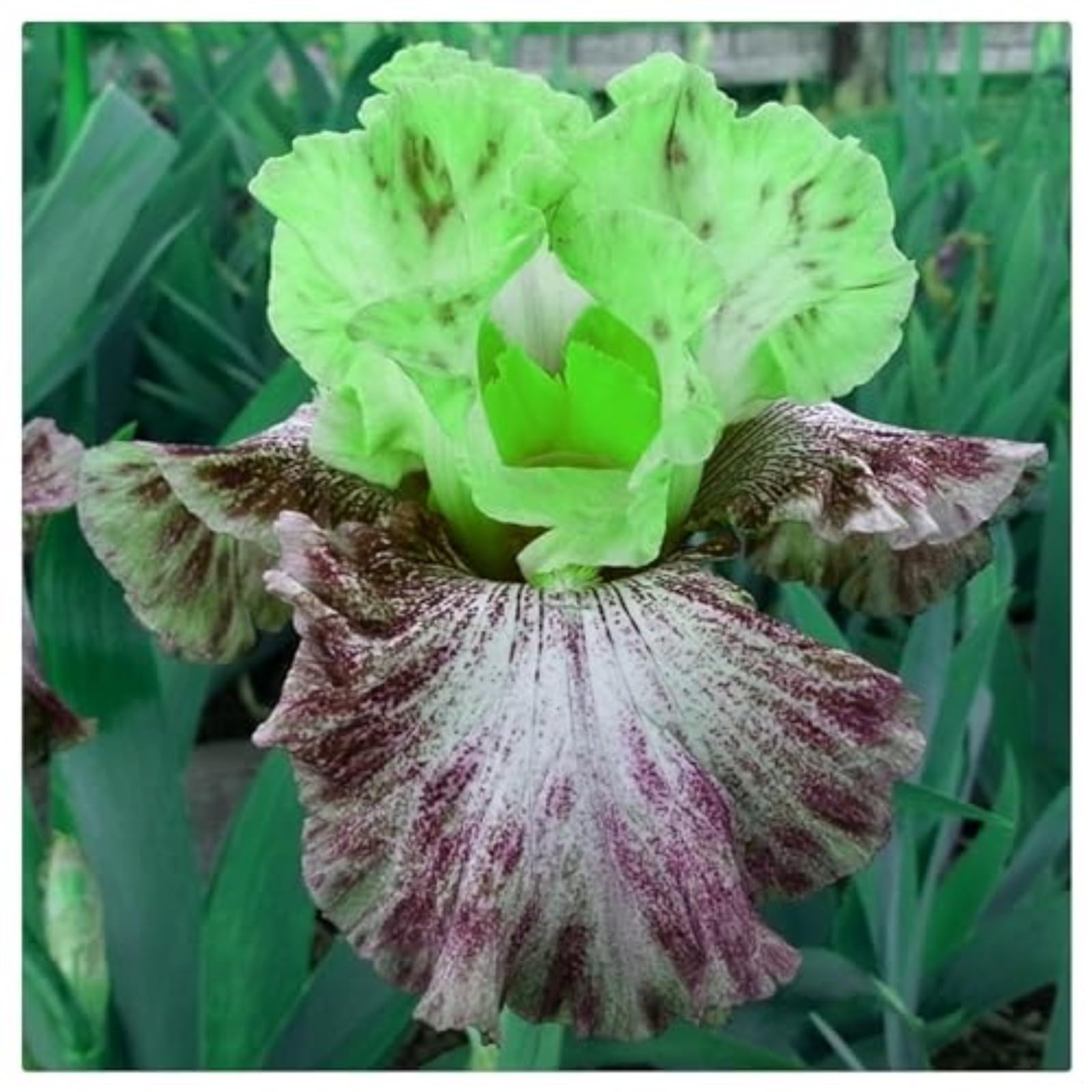 Iris Bulbs for Planting Now UK Ornamental Perennial Excellent Display Natural Organic Easy Plant Hard Greening Flower Good for Containers Unique.-5Bulbs-E — image 1