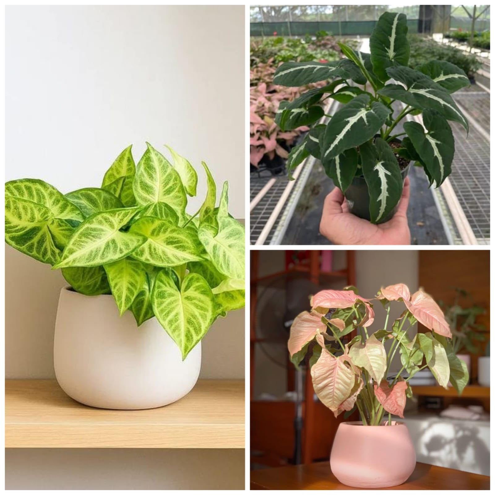 Syngonium/Arrowhead pack of 3 – Air-Purifying Indoor Plants for Office & Home Corners |-image-11
