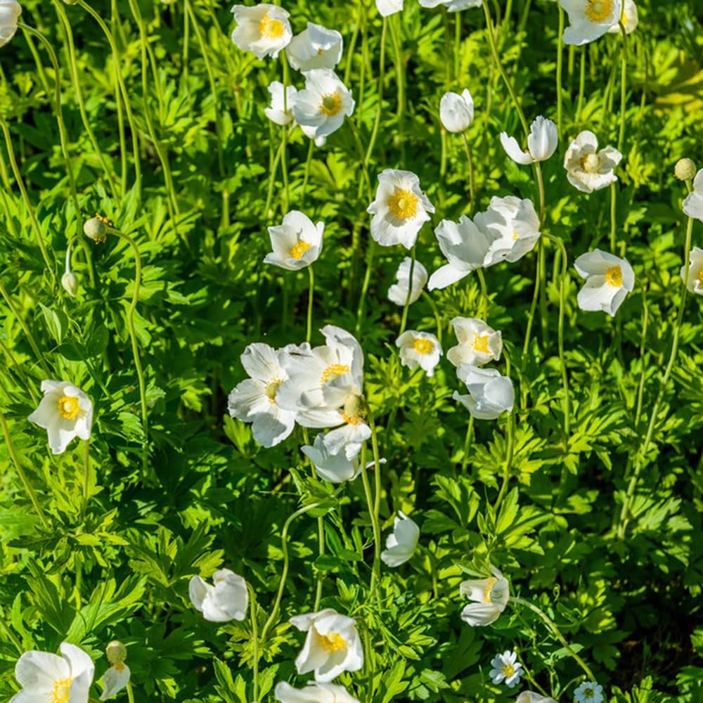 bulbi/anemone balcone di letto rialzato balcone Aiuole rialzate 30Rhizome