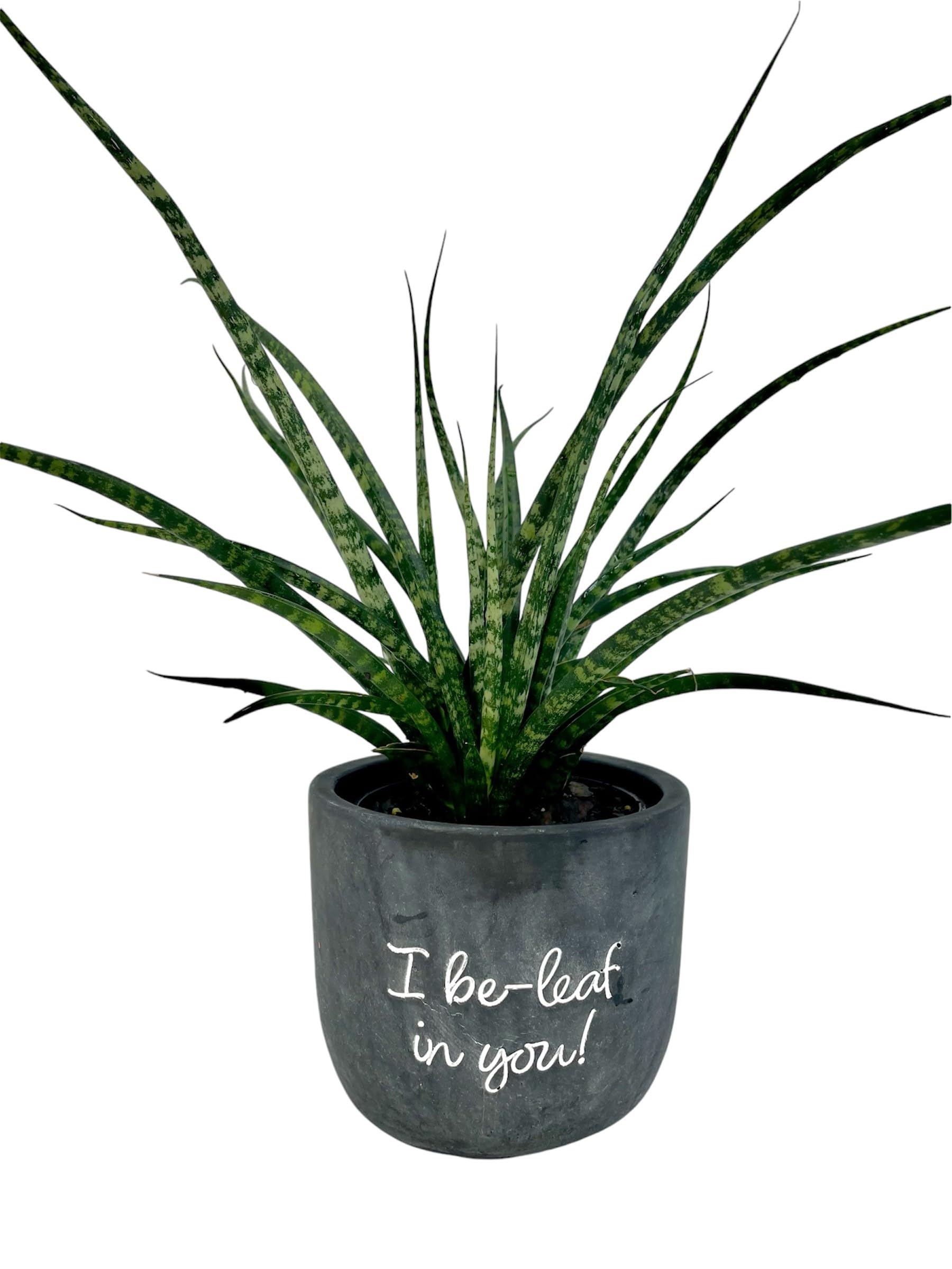 sansevieria laurentii trifasciata Sansevieria trifasciata var. Laurentii – Green Mirrors main image 1