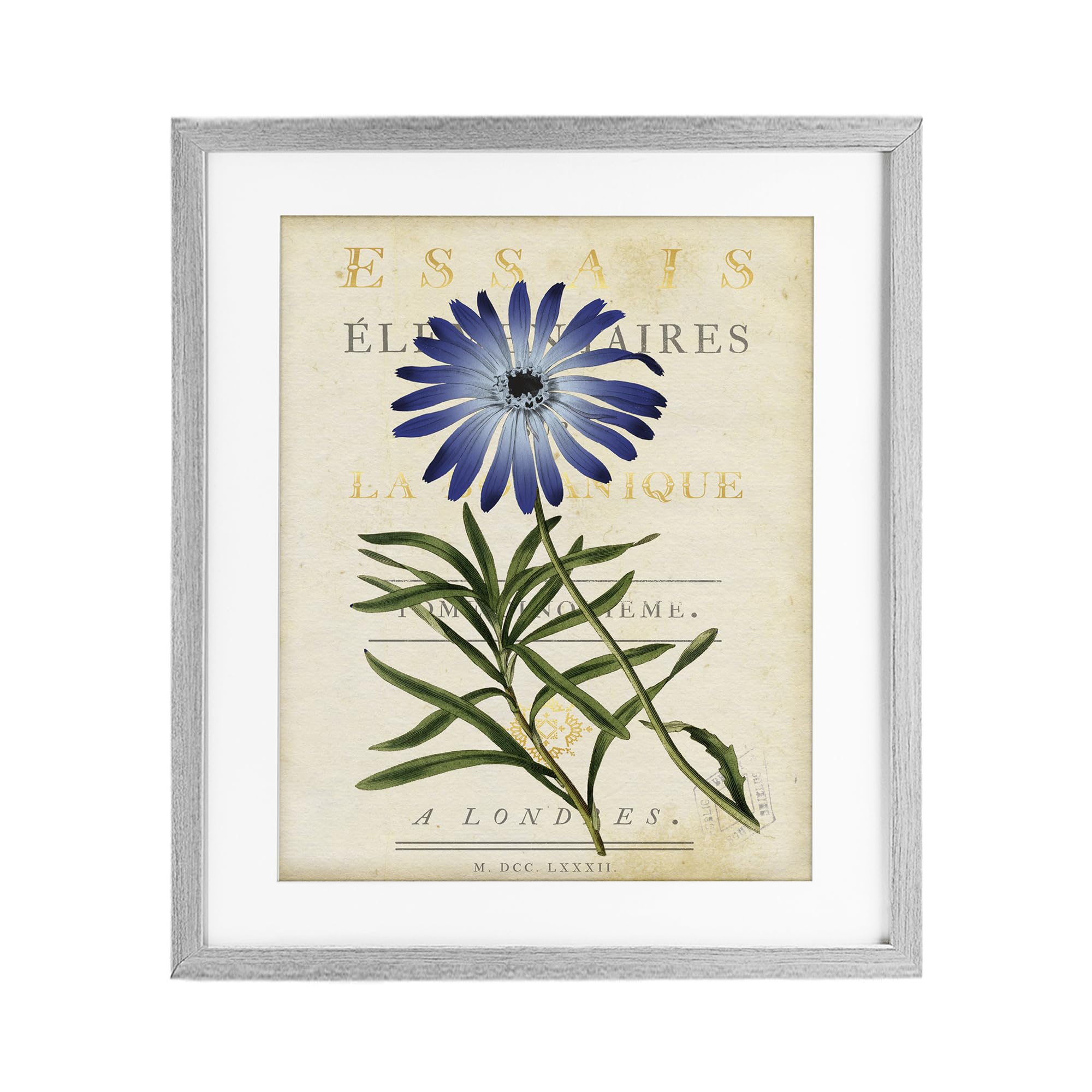 Stupell Industries Farmhouse Gray (Textured) 'Natural Botany Daisy'| Framed Print Under Glass