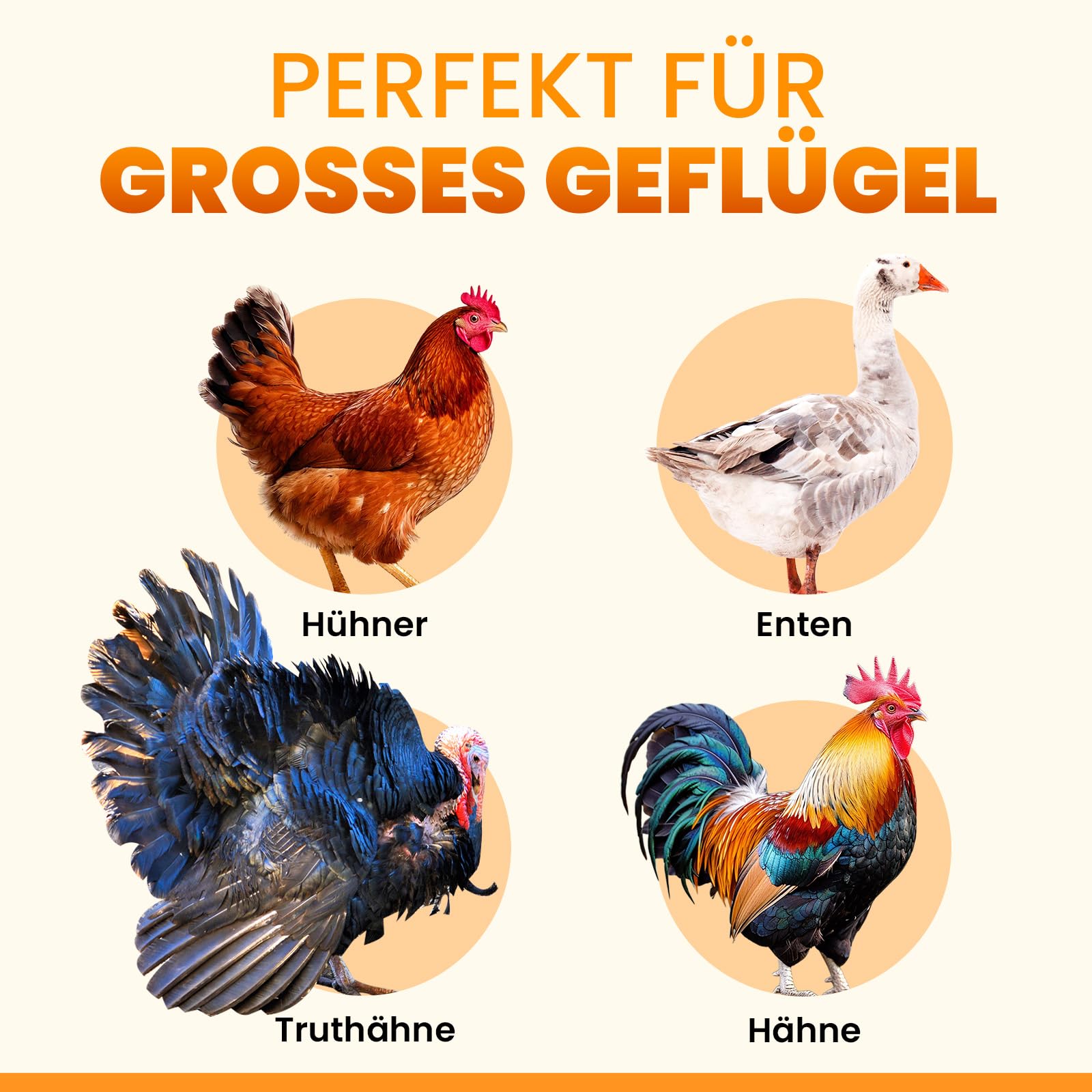 Okkobi Automatische Hühnerklappe Extra Large Solar – LCD Display, Fernbedienung, Lichtsensor, Timer & Einklemmschutz – Öffnung 28,7 x 22,1 cm – 5 Jahre Schutz – Schwarz