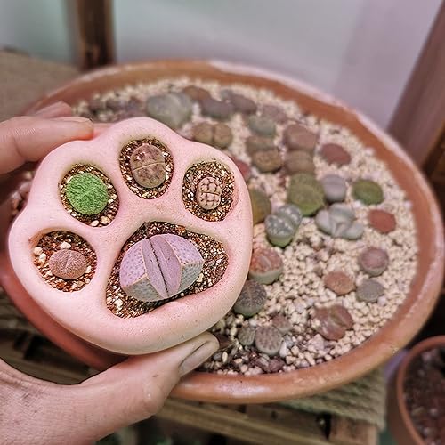 Miniatura 8 de appuivbt Molde de resina de maceta de garra de gato,Molde de silicona para macetas suculentas Moldes de cemento de yeso,Molde de arcilla de hormigón