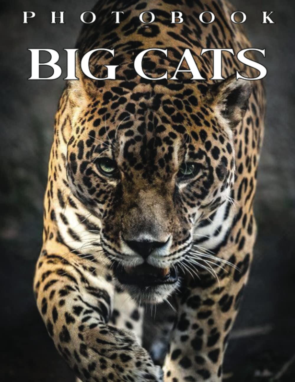 Big Cats Photo Book: Compelling Photos Of Big Cats Collection As A Perfect Gift Idea For Family Relatives Friends Lover All Age
