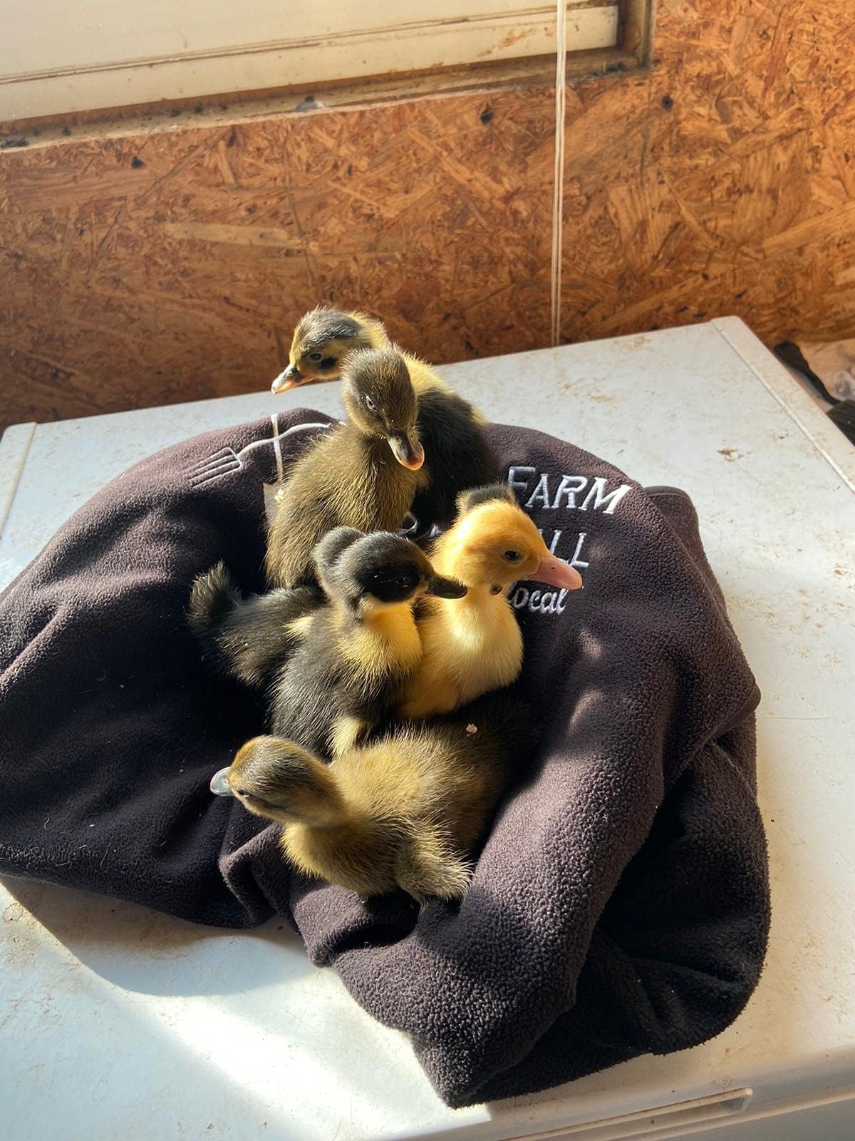 6 Fertile DUCK hatching eggs - large breed