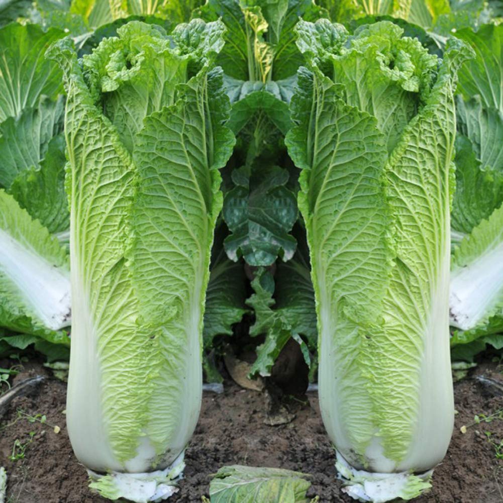 VibeX Organic Chinese Long Cabbage Seeds-250 Seeds (B0BBGPZM71) Amazon Price History, Amazon Price Tracker