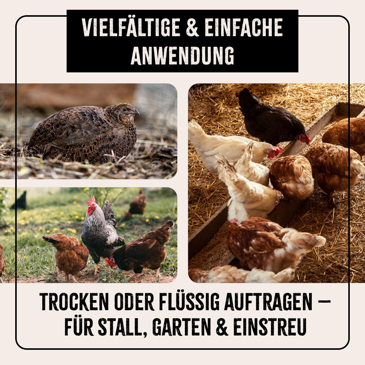 AniForte Kieselgur für Hühner 4,2kg inkl. Stäubeflasche - Reines Kieselgur Hühner Pulver, Kieselerde Pulver, Naturprodukt für Hühnerstall, Laborgeprüft für Geflügel Betriebe