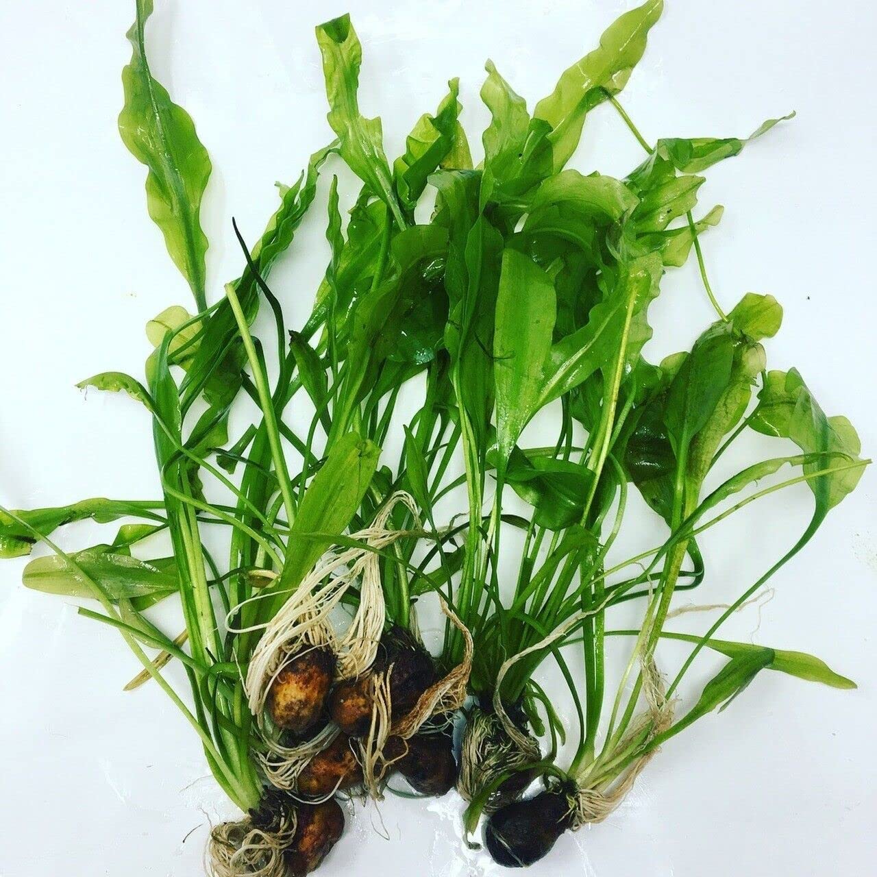 Aponogeton undulate seeds for aquarium pack of 5 (B0BY2ZLQ7J) Amazon Price History, Amazon Price Tracker