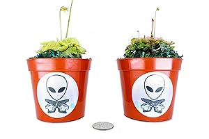 Carnivorous Plant Bundle: Venus Flytrap, Sundew, and Butterwort Combo