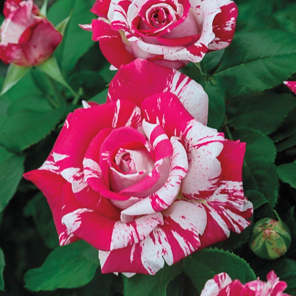 SPRING HILL NURSERIES - Neil Diamond Hybrid Tea Rose Dormant Bare Root Plant (1-Pack)