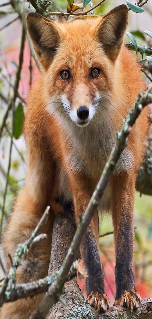 Fox PeelitStickit Tur Wandgemalde, Animal Prints-Id - 028 vendoomuranima_122