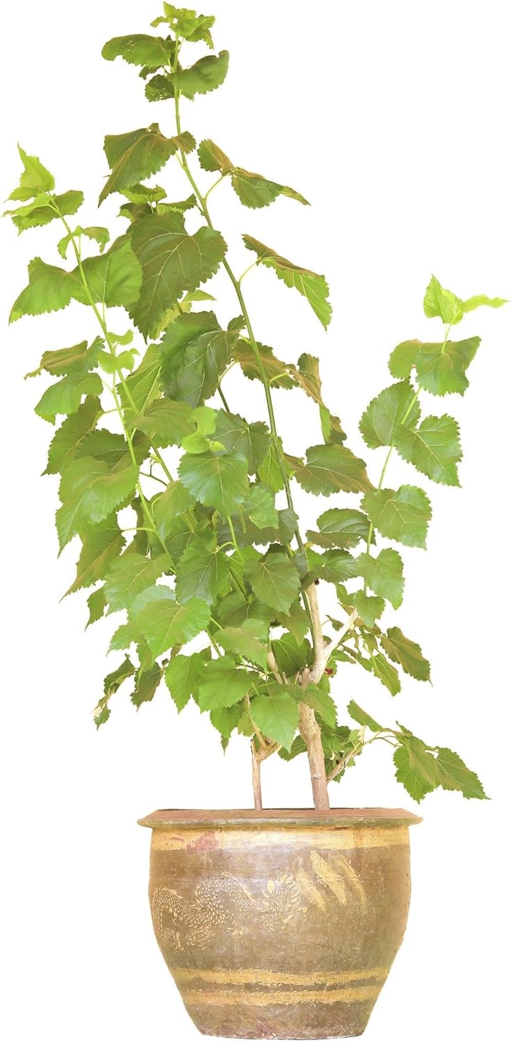 Live Mulberry Tree 1 Gallon Pot Dwarf Fruit Tree Sweet Edible Berries Fast Growing Container Friendly for Patio or Backyard Zones 7 to 10
