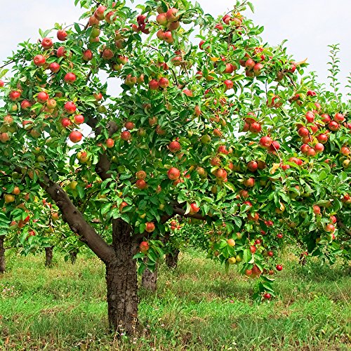 Creative Farmer Fruit Seeds : Apple - Red/Orange Flush Seeds For Gardening Fruit Seeds Pack (B075PXPV1T) Amazon Price History, Amazon Price Tracker