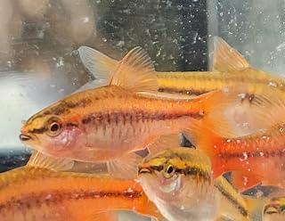 Five Cherry Barbs