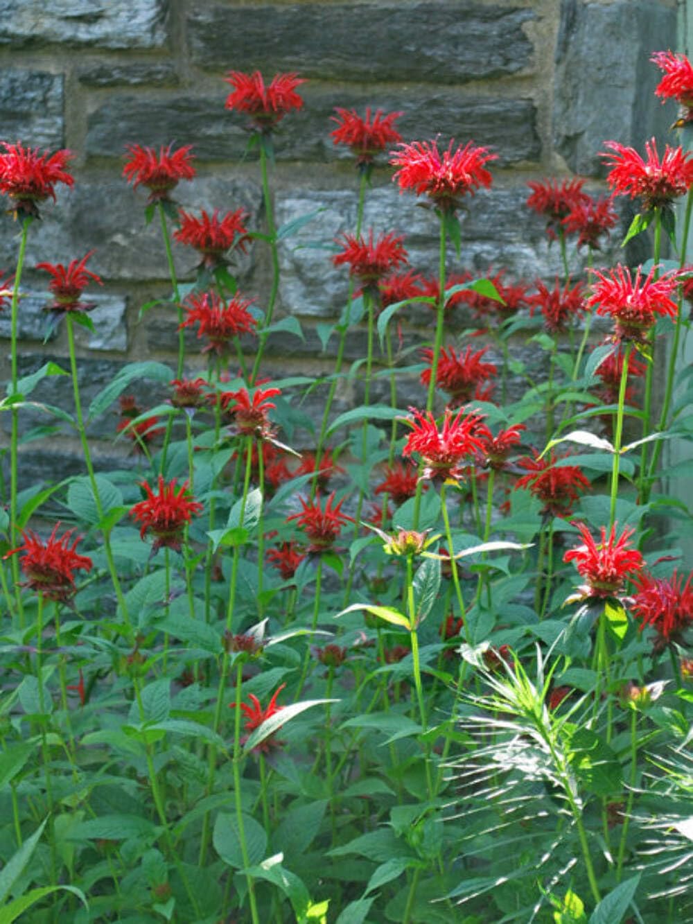 Perennial Farm Marketplace Monarda Jacob Cline