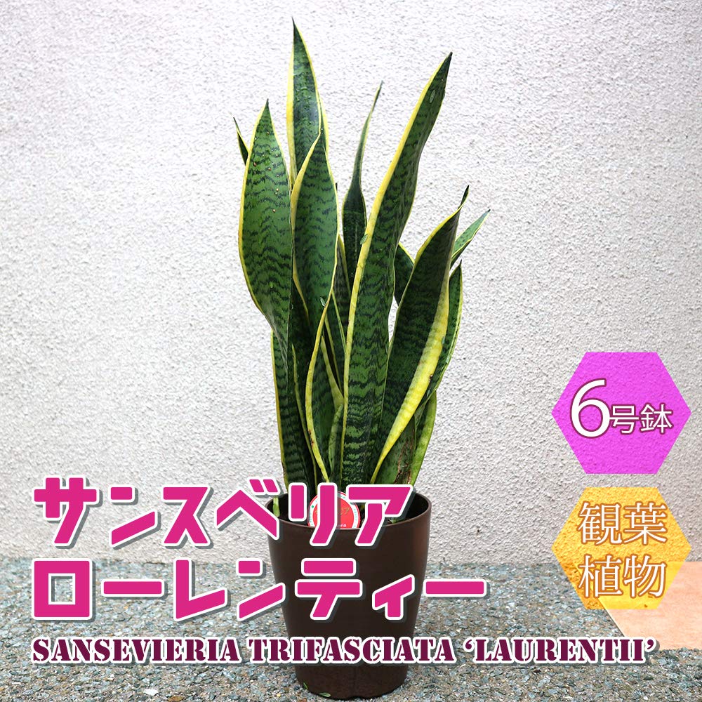 Amazon｜ITANSE サンスベリア ローレンティ 6号 プラ鉢 1個売り
