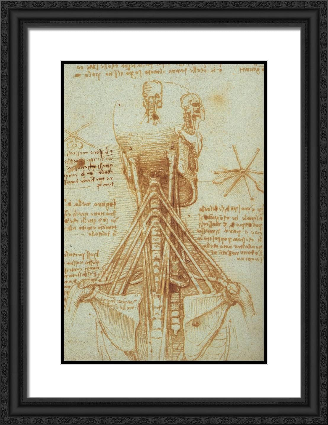 ArtDirect Da Vinci, Leonardo 19x24 Black Modern Framed Art Print with Double Matting Titled: Anatomy of the Neck