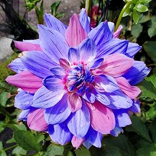 Dahlia Flower Seeds 3g Giant Flower Seeds Colorful Mixed Seeds Planting Dahlia Seeds