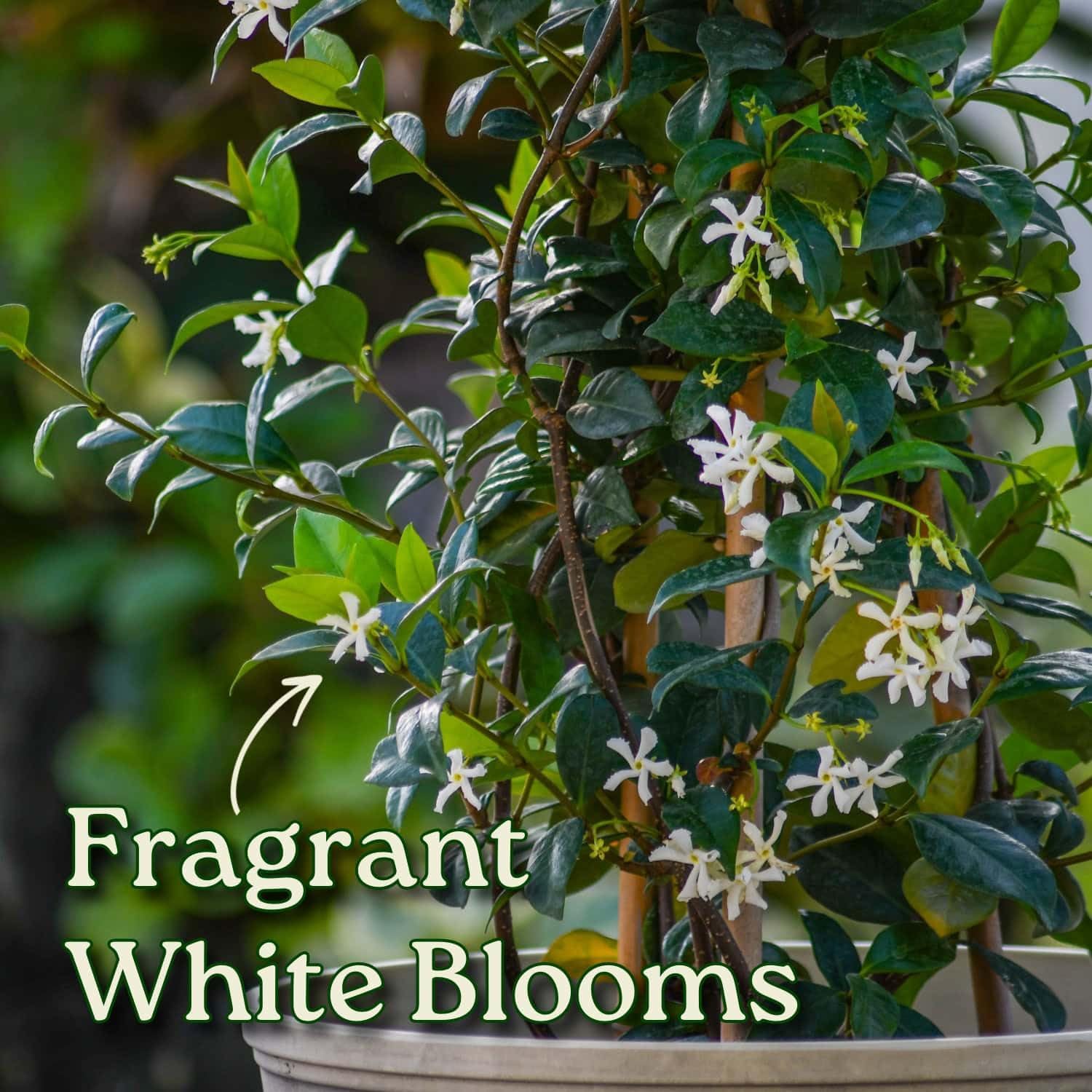 Confederate Jasmine Plant - Live Plant Trellis - Overall Height 36" - Tropical Plants of Florida (Plant + Soil + Heat)