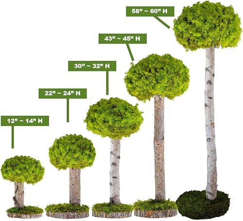 Miniatura 7 de Plantas reales sin riego, diseño artístico de musgo preservado y decoración, arreglo de plantas verdes naturales para interiores para el hogar y la