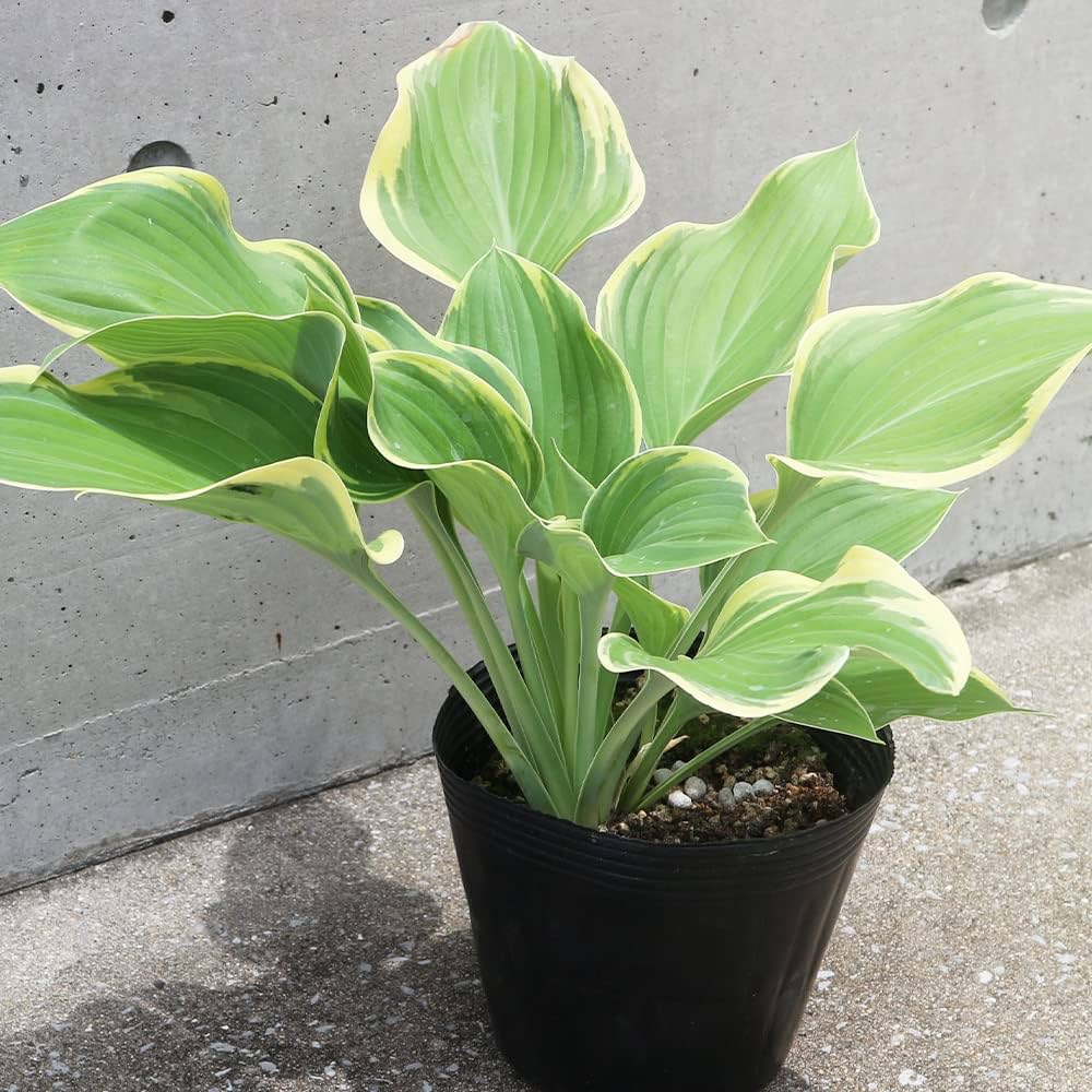 ギボウシ　ホスタ　寒河江　超大型 ギボウシ（ホスタ・大型種）：サガエ（寒河江）4.5号ポット の