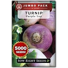 Sow Right Seeds - 5000 Purple Top Turnip Seed for Planting Bulk Jumbo Pack