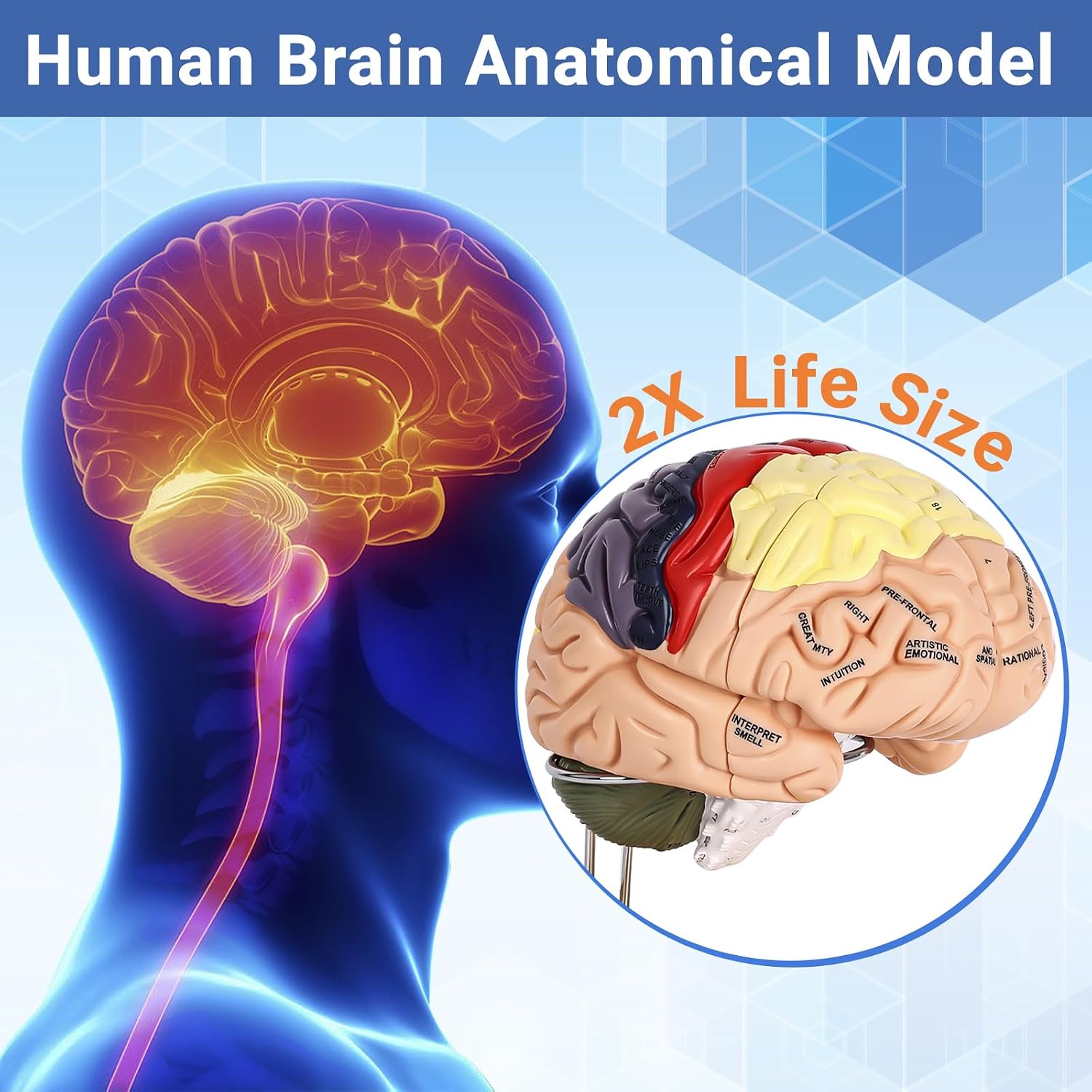 Human Brain Model for Neuroscience Teaching with Labels 2 Times Life Size Brain Anatomy Model for Learning Science Classroom Study Display Medical Model