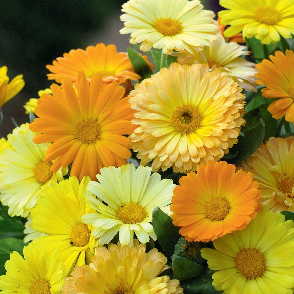 Zabbus Seeds Calendula Mixed Colour Flower Seeds Hybrid F1 Seeds for Home Garden All Season (100 Seeds) (B0BHJL7WHT) Amazon Price History, Amazon Price Tracker