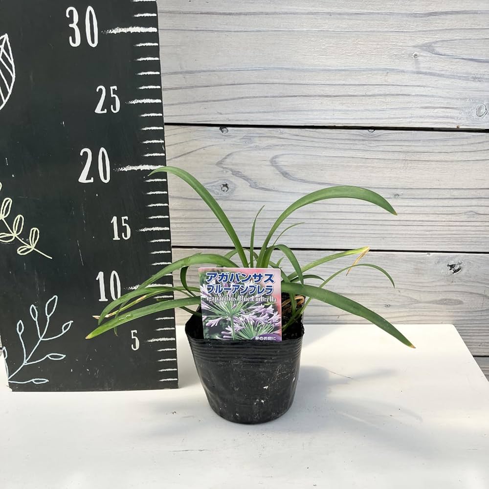 アガパンサス　ブラック系　3＋1 ランウォーク 7 TS メンズ GORE-TEX 3E（1231A298-001）RUNWALK