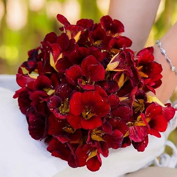 Eden Brothers Nasturtium Seeds Dwarf - Black Velvet Non-GMO Seeds for Planting, 1 Ounce | Low-Maintenance Flower Seeds, Plant During Spring Season, Zones 1, 10, 2, 3, 4, 5, 6, 7, 8, 9