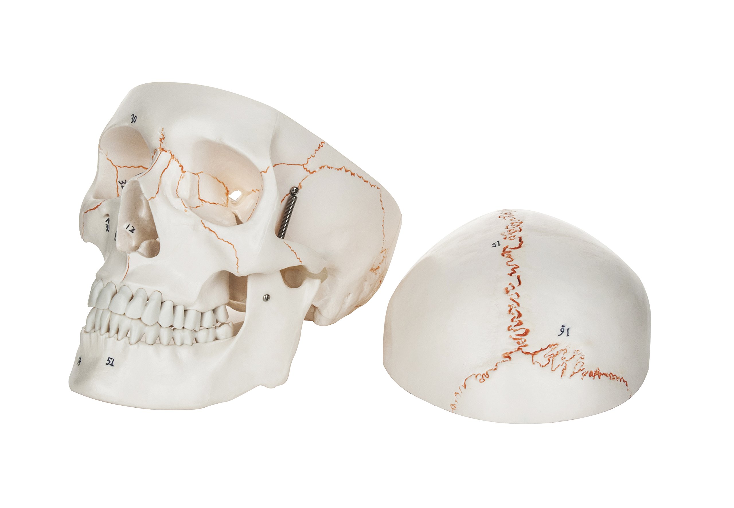 Eisco Labs Adult Human Skull Model – Life-Size 3-Part Anatomical Display