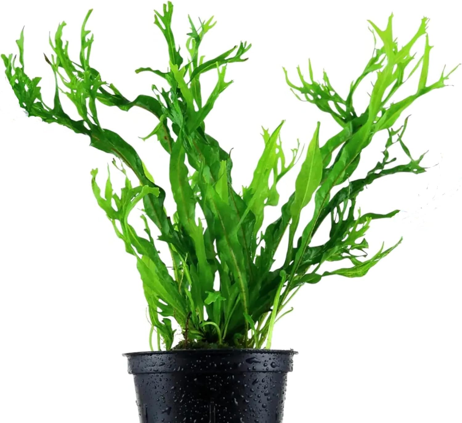 AquaBreedingSkill Aquarienpflanzen Microsorium Pteropus Java Real für Süßwasser, lebende Wasserpflanzen für Aquarien, ideal für Fische und Garnelen – mit Pflanzenpass (Windelov)