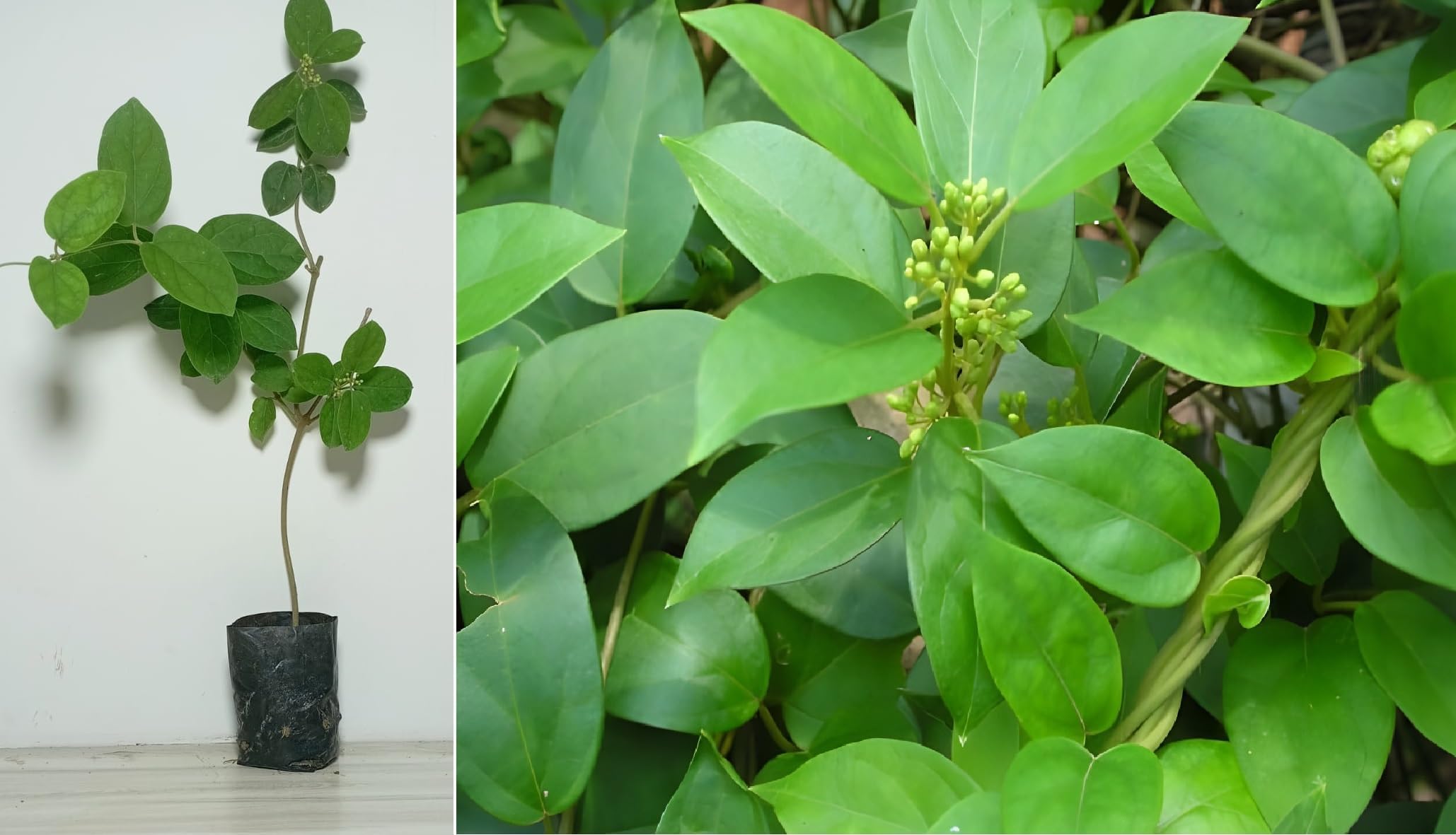 Live Original Gurmar Plant || Natural Sugar Control Herb for Indoor & Outdoor home Gardening plant (1 Live Plant)-picture-32