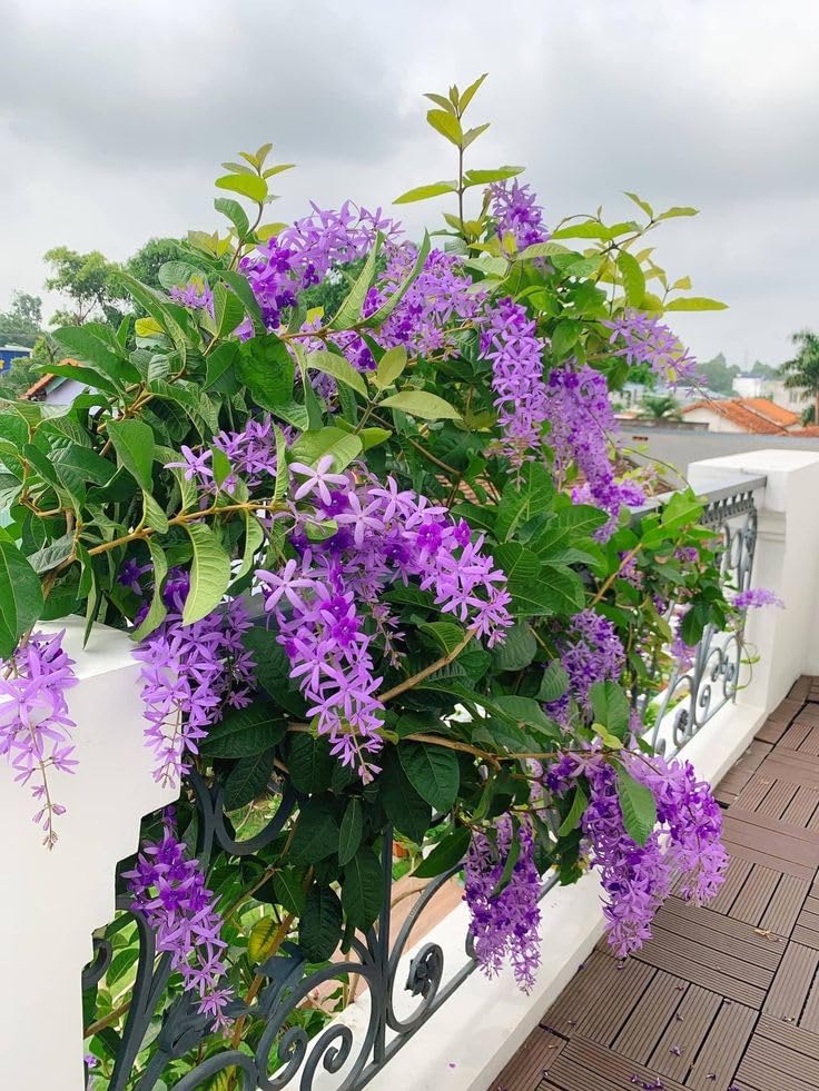 Rare Purple tagor flower live plant || nilmoni lata flower live plant PACK OF 1 |-picture-10