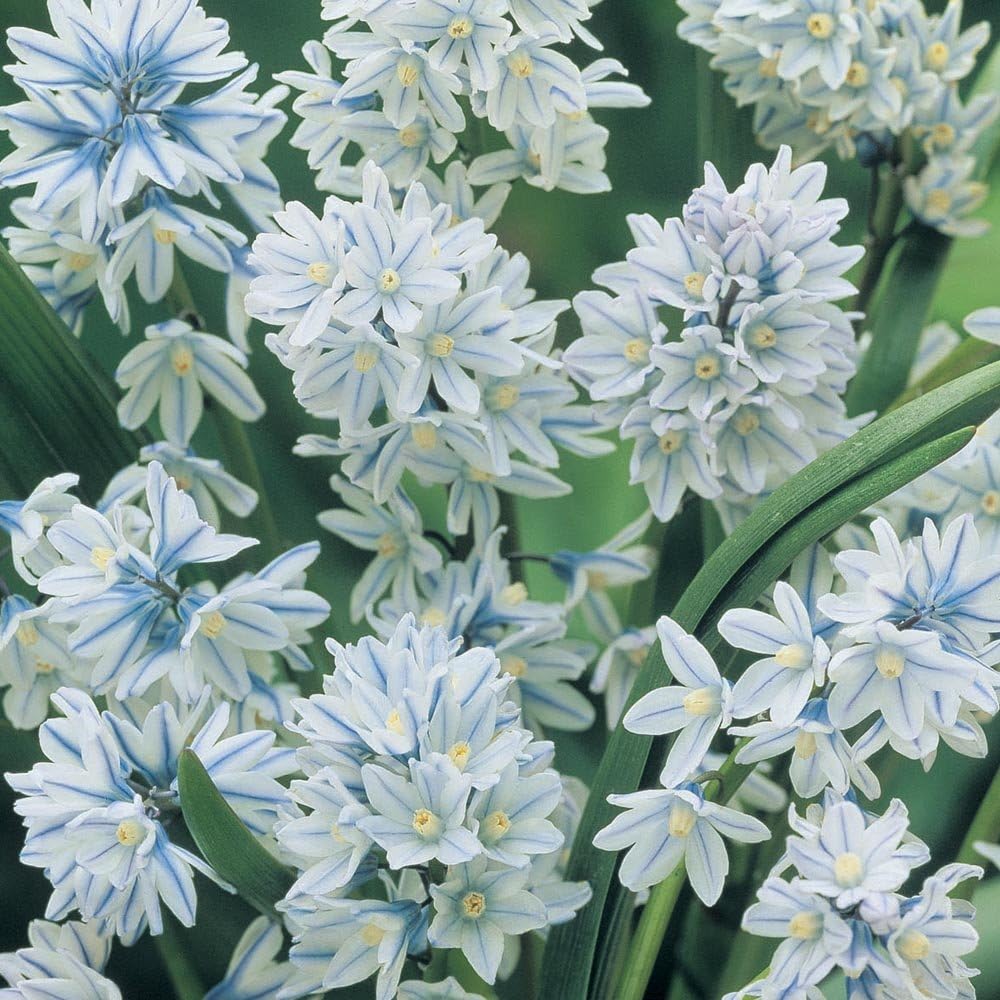 Russian Snowdrop Bulbs Hardy and Weather Resistant Flowers, Puschkinia Scilloides VAR. libanotica Bulbs x 200 (Striped Squill) by Thomson and Morgan